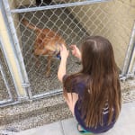 Nothing made this little doggy happier than spending time with us. 150x150 photo Nothing made this little doggy happier than spending time with us. 150x150 Humane Society of Tampa Bay