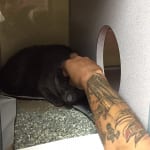 从我们的员工那里获得一点特别的抚摸只是让这只小猫睡觉。150x150坦帕湾的人道社会